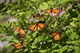Butterflies - Asilomar State Beach