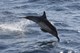 Dolphin - Monterey Bay