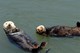 Sea Otters - Monterey Bay